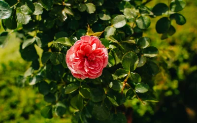 Rūbija Roza apie Katy Perry: atskleidė baisius kaltinimus ir pradeda gijimo procesą