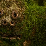 Nepaprastos pareidolijos akimirkos: kasdieniai objektai įgauna veidus