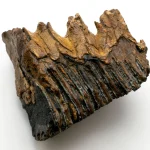 Fosilės: laiko liudytojai ir jų paslaptys