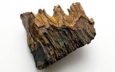 Fosilės: laiko liudytojai ir jų paslaptys