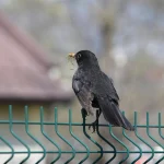 Neįtikėtini atsitikimai, kurie skamba kaip fantastika, tačiau yra visiškai tikri