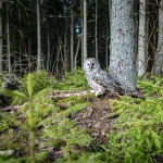 Augalų ir gyvūnų apsaugos priemonės: naujos iniciatyvos