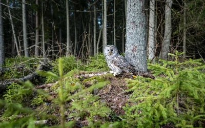 Augalų ir gyvūnų apsaugos priemonės: naujos iniciatyvos