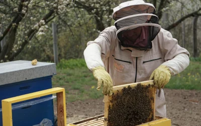 Džeksonų šeimos transformacija: plastinės chirurgijos poveikis per dešimtmečius