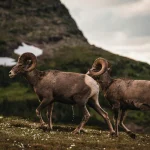 Lamos: unikalus būdas dirbti gamtoje ir patirti nuotykius