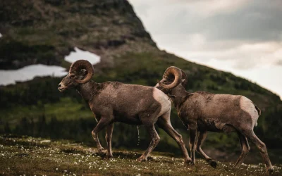 Lamos: unikalus būdas dirbti gamtoje ir patirti nuotykius