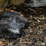 Kaip stiprinti kūną: Liz Earle patarimai pradedantiesiems