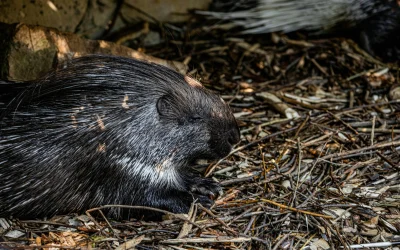 Kaip stiprinti kūną: Liz Earle patarimai pradedantiesiems