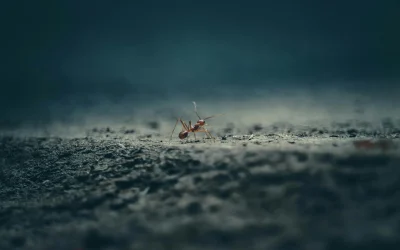 Marmeladams gali prireikti naujų etikečių po Brexito susitarimo